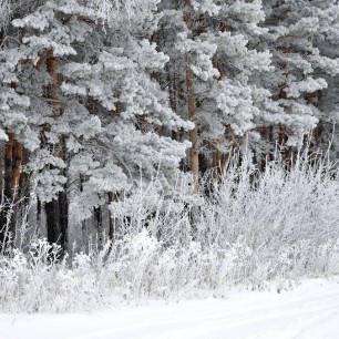 Наш зимний лес