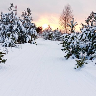 "В зимнем лесу"