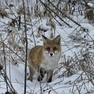 Красавица лиса!