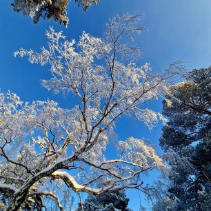 "Заснеженные кроны"