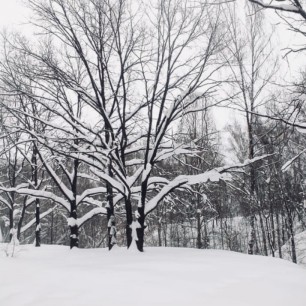 «Зимний лес».