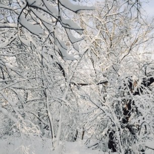 «Сказка зимнего леса».
