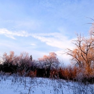 У леса на опушке