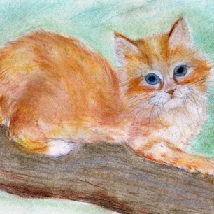 Мой любимый кот