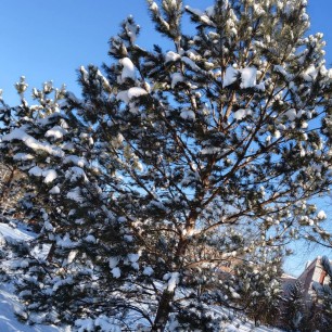 Чудесная зима