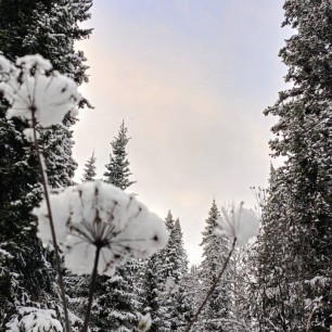 Зимний одуванчик