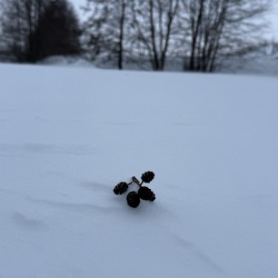 Шишечки на снегу