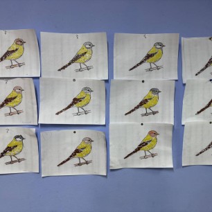 Обрывная аппликация "Синички"