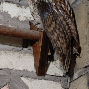 Наш пит омец - обыкновенная неясыть