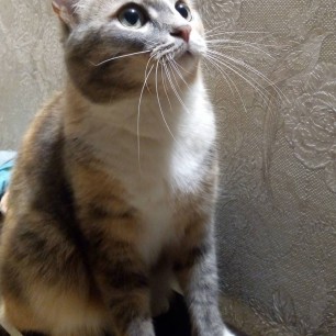 Кошка Маруся, любимица семьи