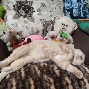 Обеденный сон