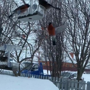 Покормлю я поскорей красногрудых снегирей