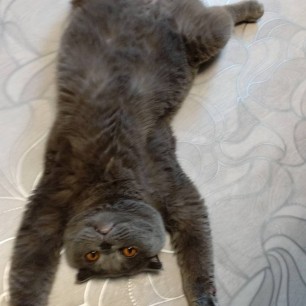 Всем привет! Я Барсик.