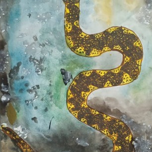 Кавказская гадюка