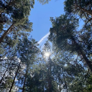 "Золотое солнце сквозь иголки"