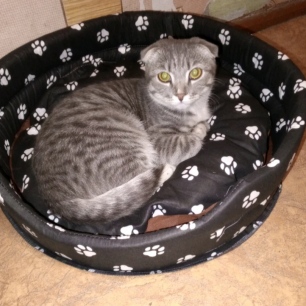 "Мой вислоухий питомец"