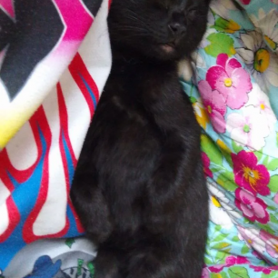 "Наш любимец"