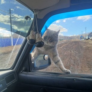Наш любопытный кот Лео