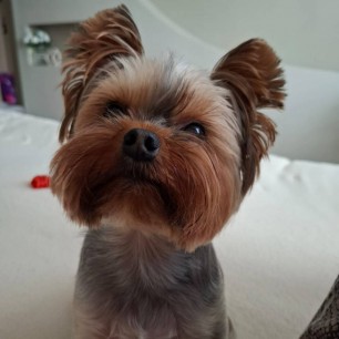 "Милашка-Гордей"