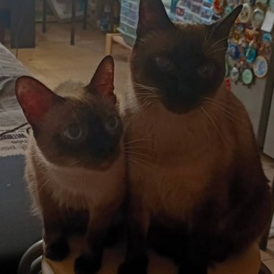 Двое из ларца...