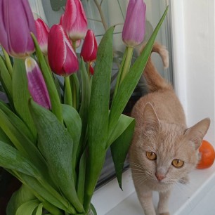 Кот в цветах