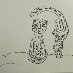 снежные барсы