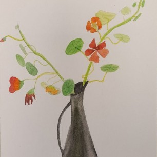 Ветка настурции