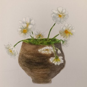 Белые маргаритки