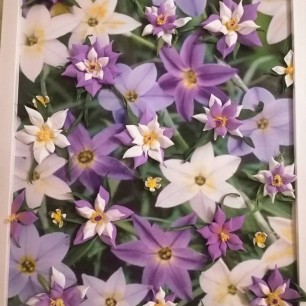 "Цветочная поляна"