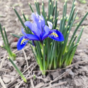 Пробуждение весны