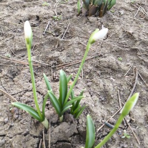 Пробуждение подснежника