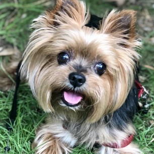 Мой четвероногий друг