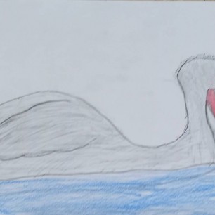 Птицы Красной книги. Кудрявый пеликан