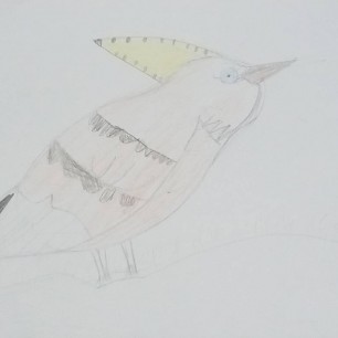 Птицы Красной книги. Удод