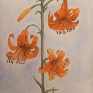 Цветы Лилии