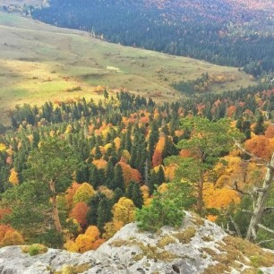 Осенний лес