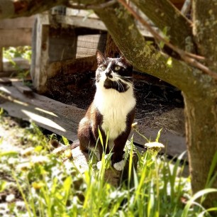 Мартовский кот