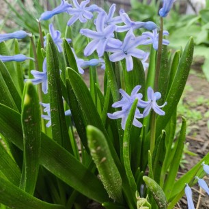 Весенняя нежность