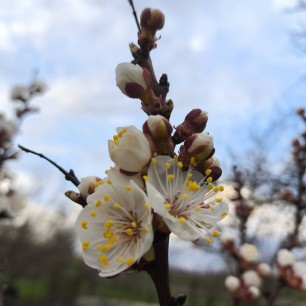 Весенняя нежность