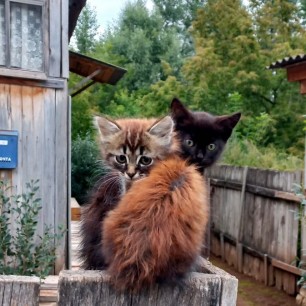 Пушистый дуэт