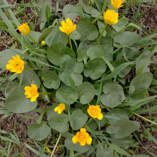 Солнечные цветы