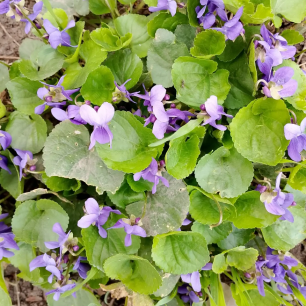 Фиалковое Настроение