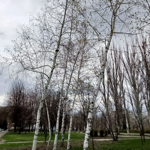 Русские березы - дыхание весны !