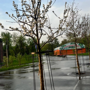 Цветение Весны