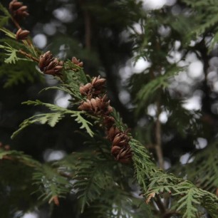 Блики весны