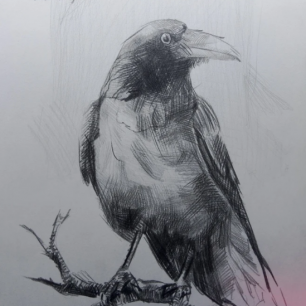 Ворона на ветке