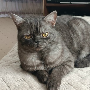 Обожаемый Тимофей