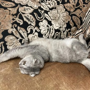 Кот Басик - мой любимый дружок!