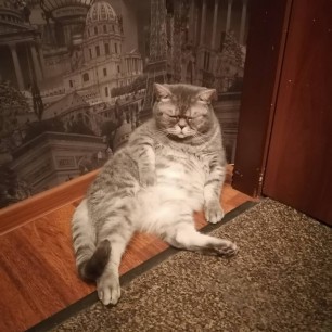 "Мой домашний любимец"