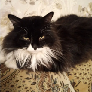 "Черныш - любимый мой котик"
